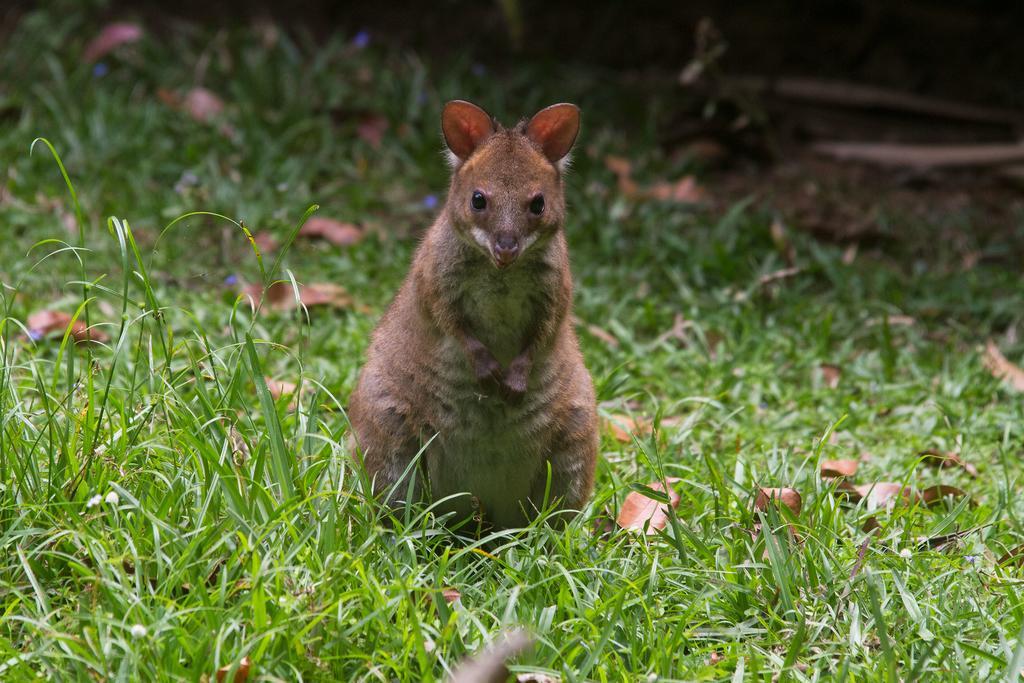 Crater Lakes Rainforest Cottages Yungaburra Eksteriør bilde