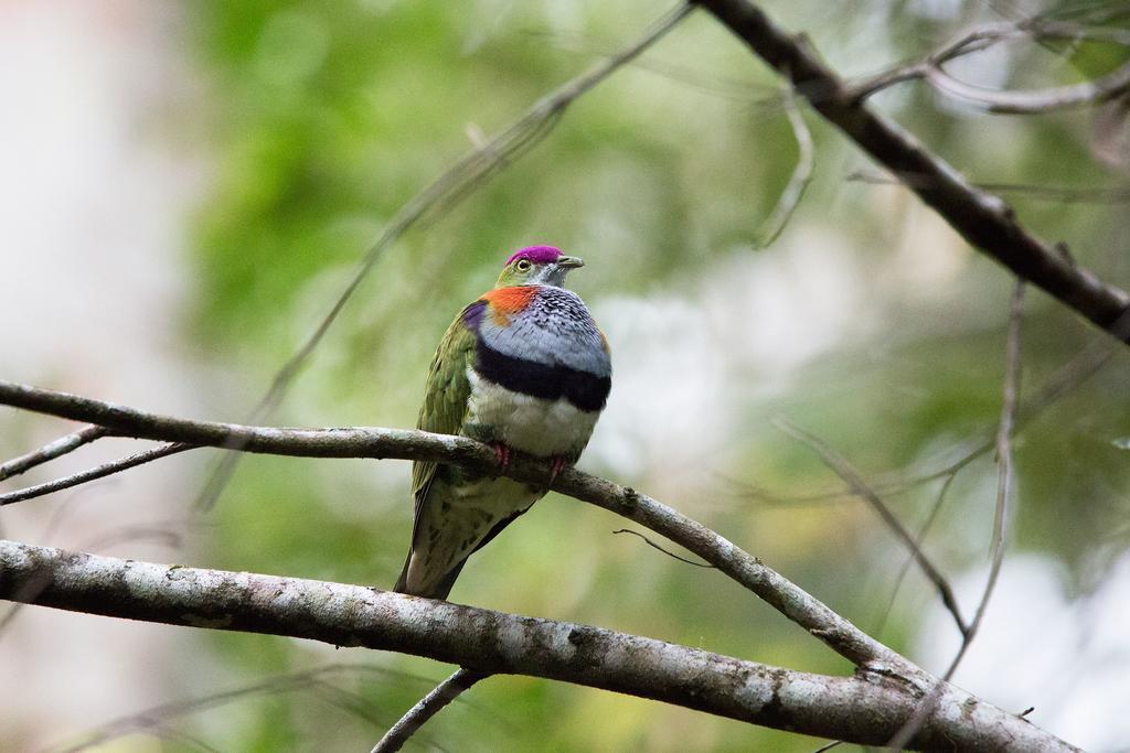 Crater Lakes Rainforest Cottages Yungaburra Eksteriør bilde