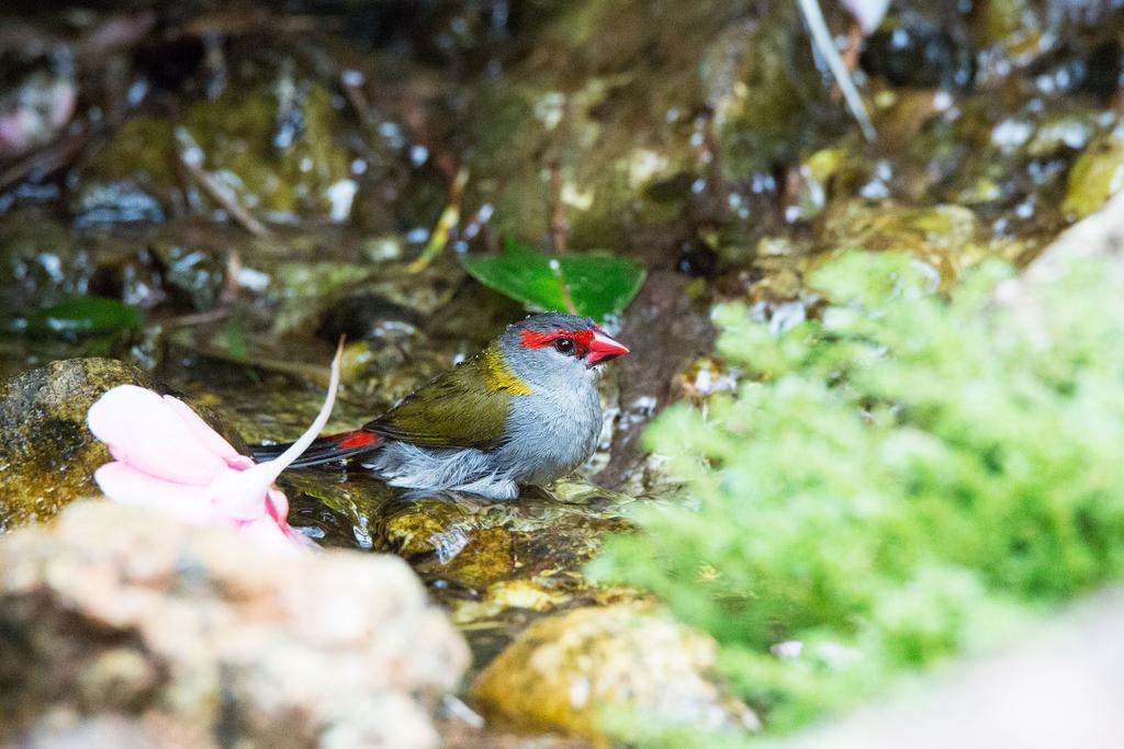 Crater Lakes Rainforest Cottages Yungaburra Eksteriør bilde